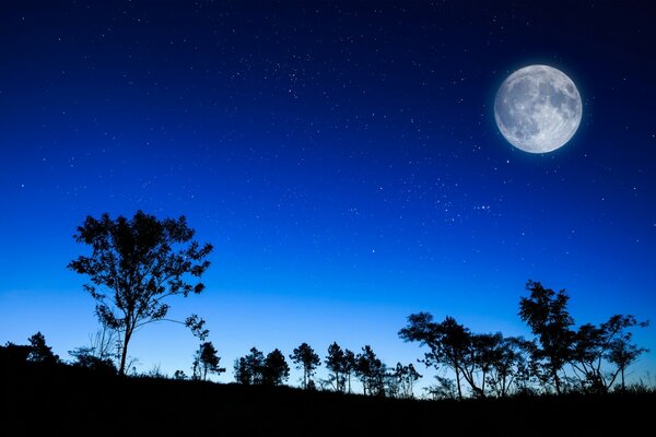 Luna llena y siluetas de árboles contra el cielo nocturno brillante