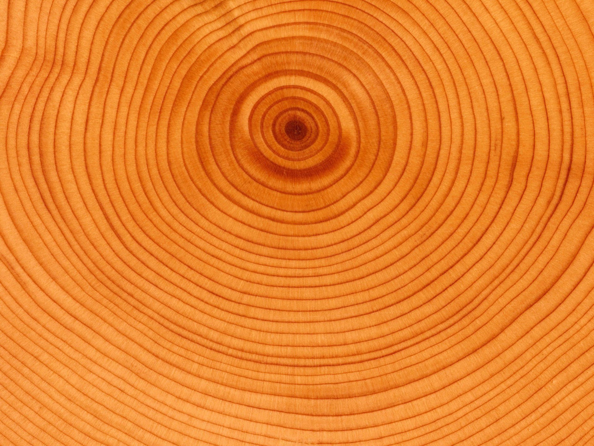 arbre cercles âge