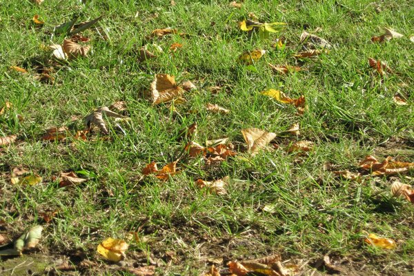 Gefallene Blätter liegen auf dem Gras