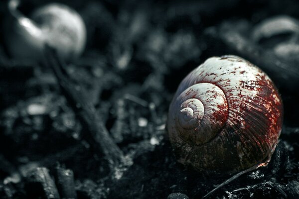 Coquillage dans le sang sur fond noir