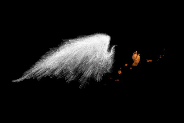 A wing on a black background at night