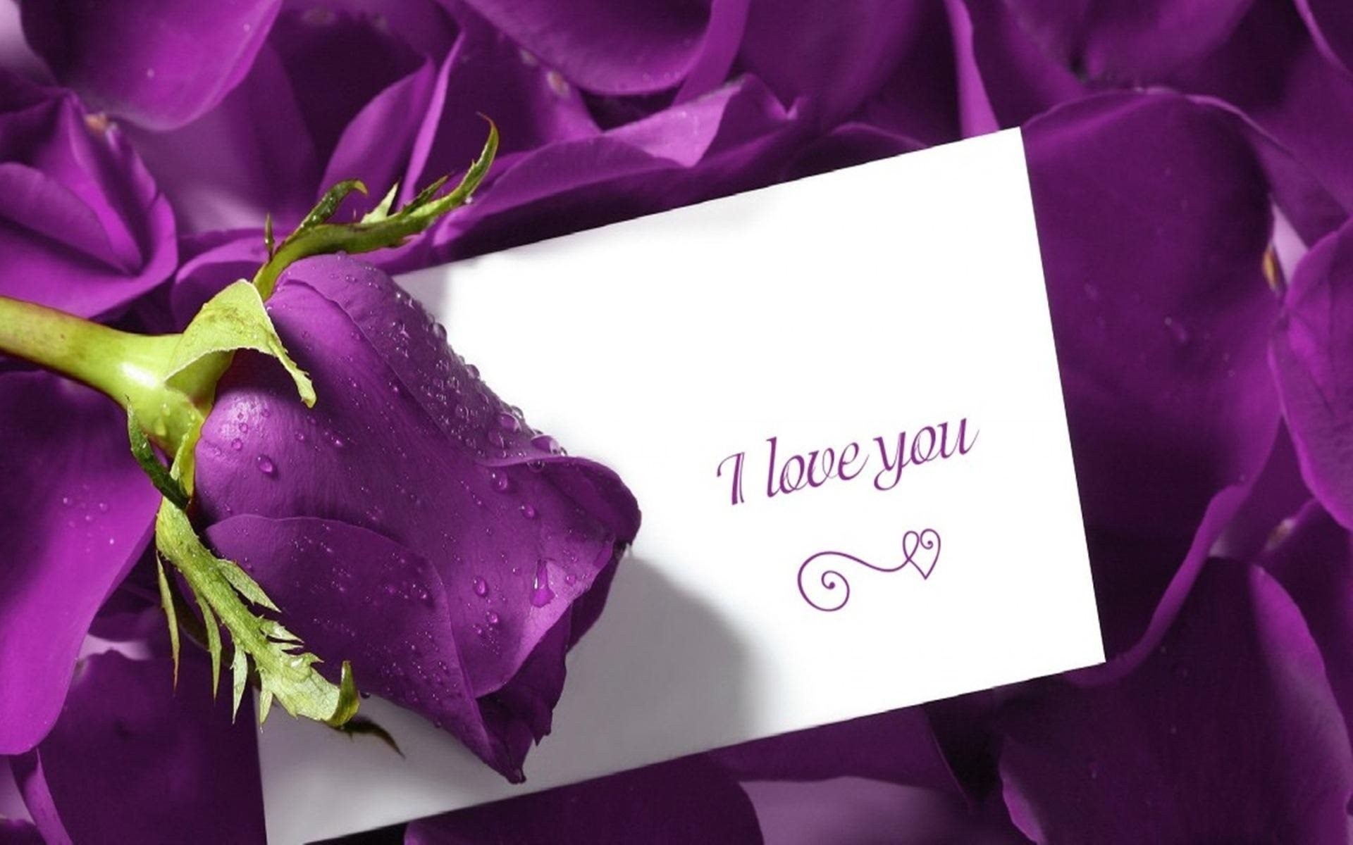 i love you purple romance roses card