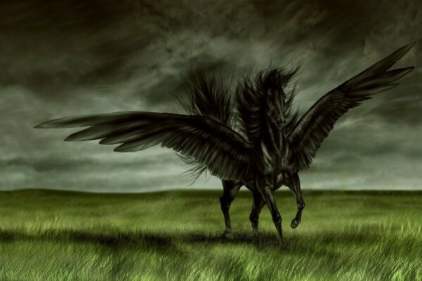 Black winged horse in the field