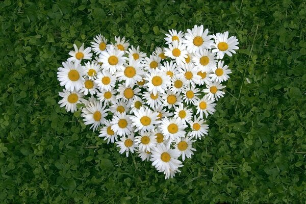 Daisies in the form of a heart