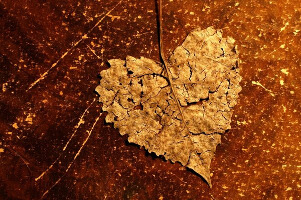 Hoja de otoño en forma de corazón