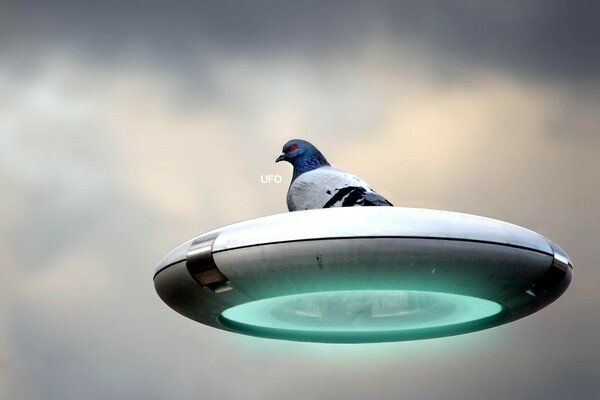 A dove flying on a UFO plate