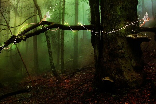 Avventura dell albero nella foresta delle fate