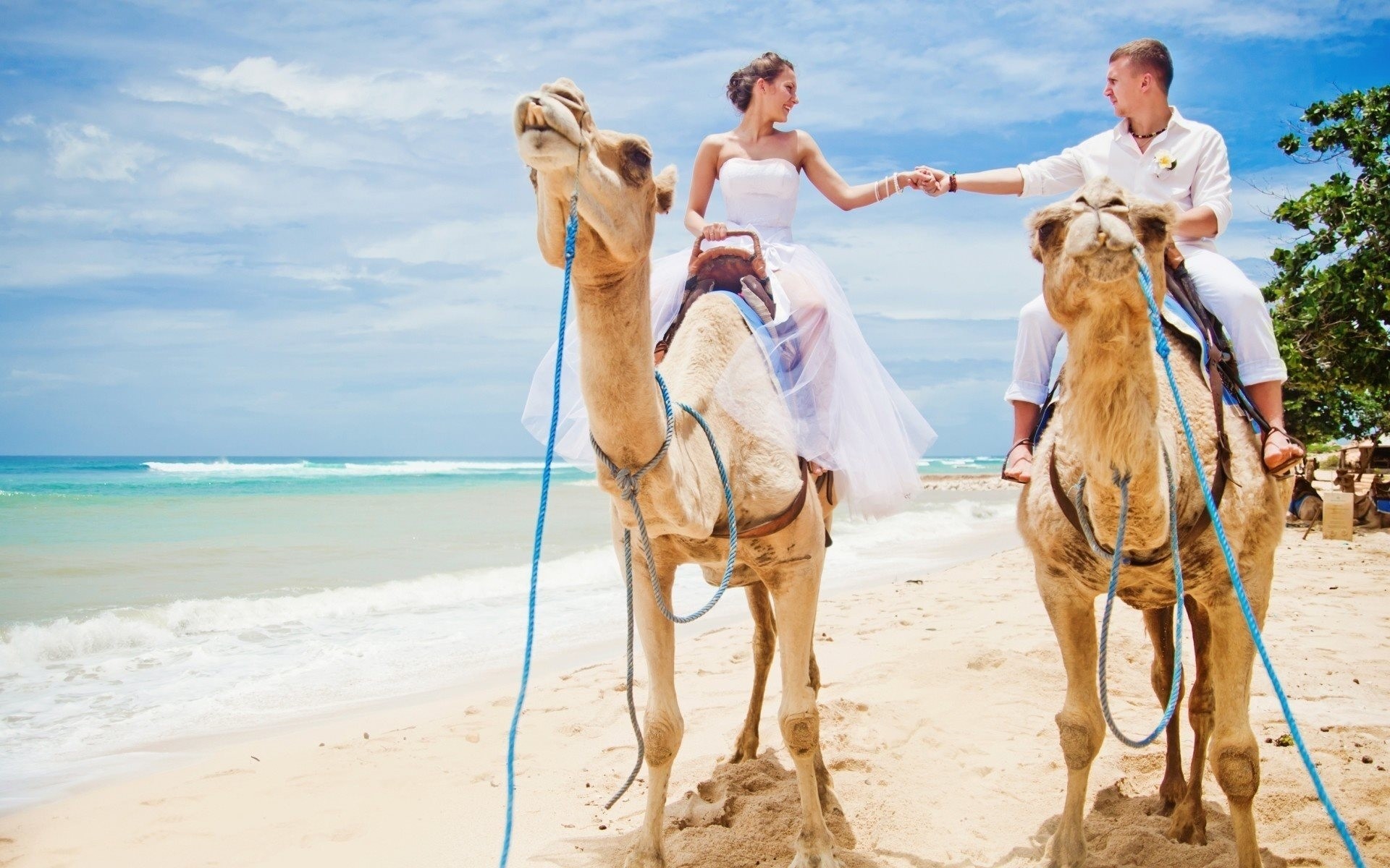 spiaggia ragazza cammelli amare vestirsi matrimonio uomo