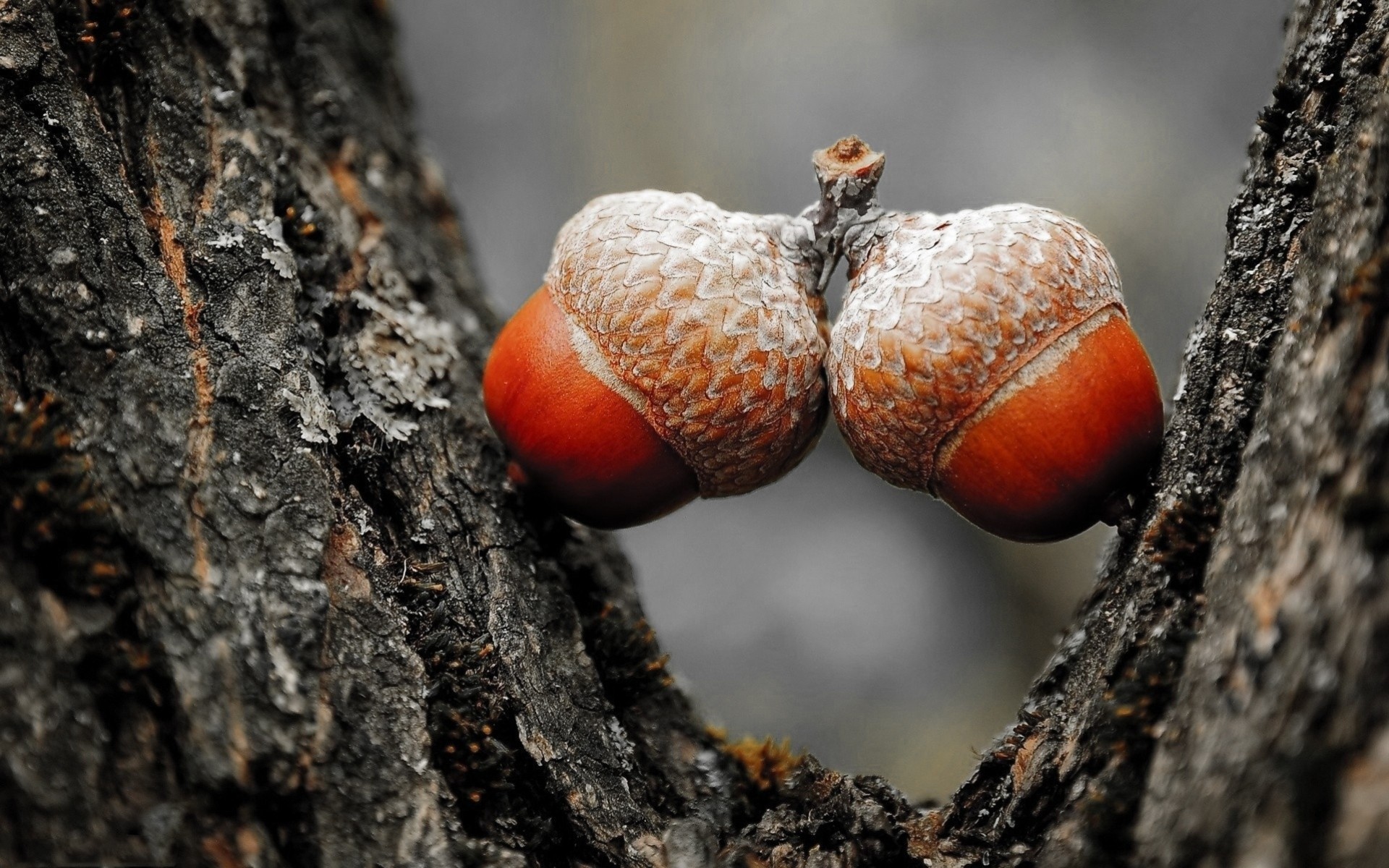 miłość flora natura