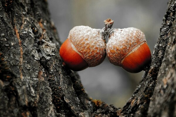 Two nuts stuck by a tree