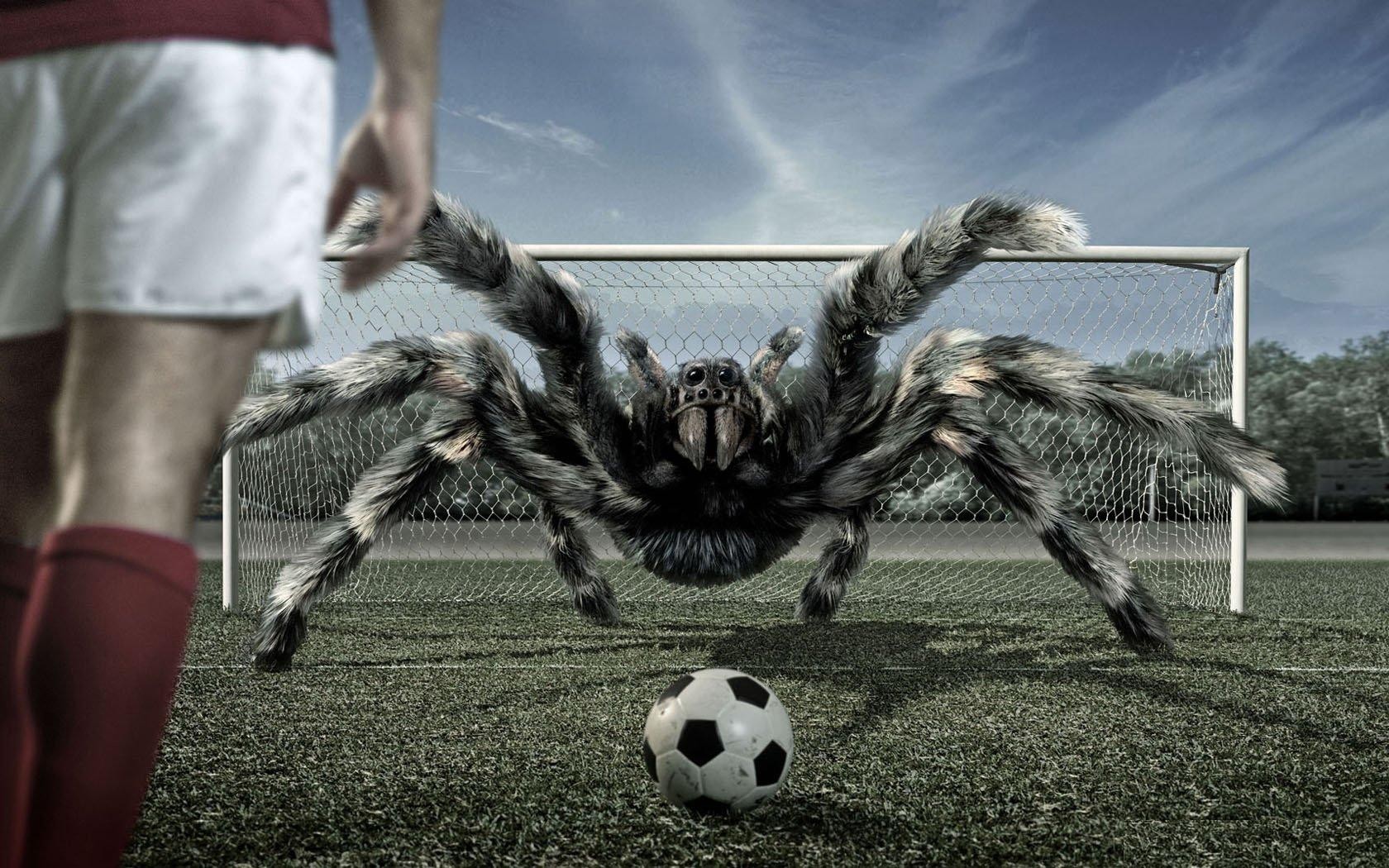 fútbol tarántula araña bola puerta