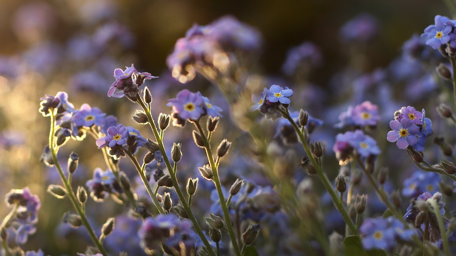 fleurs tiges violet plantes myosotis champ