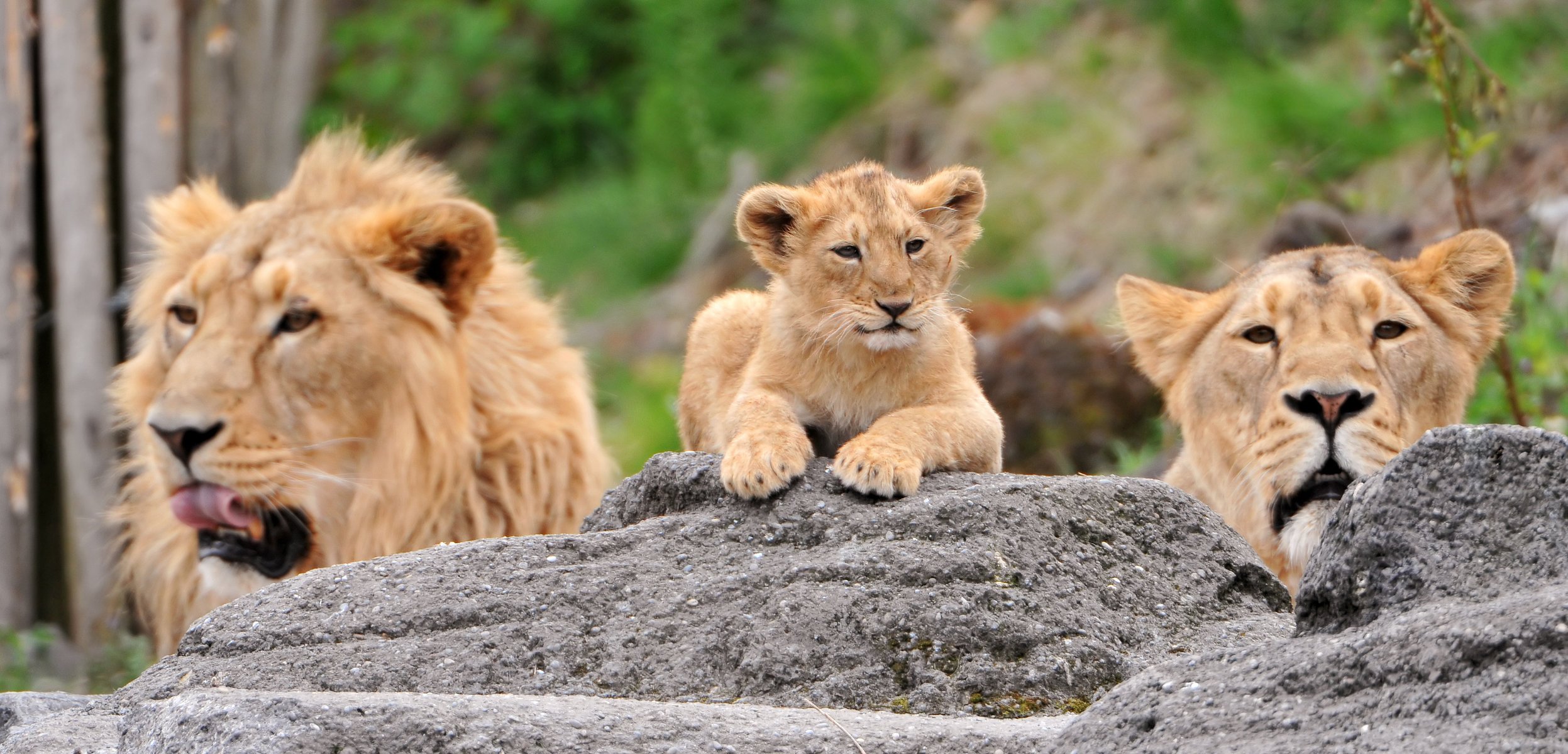 famiglia leoni pietre cucciolo di leone leonessa leone