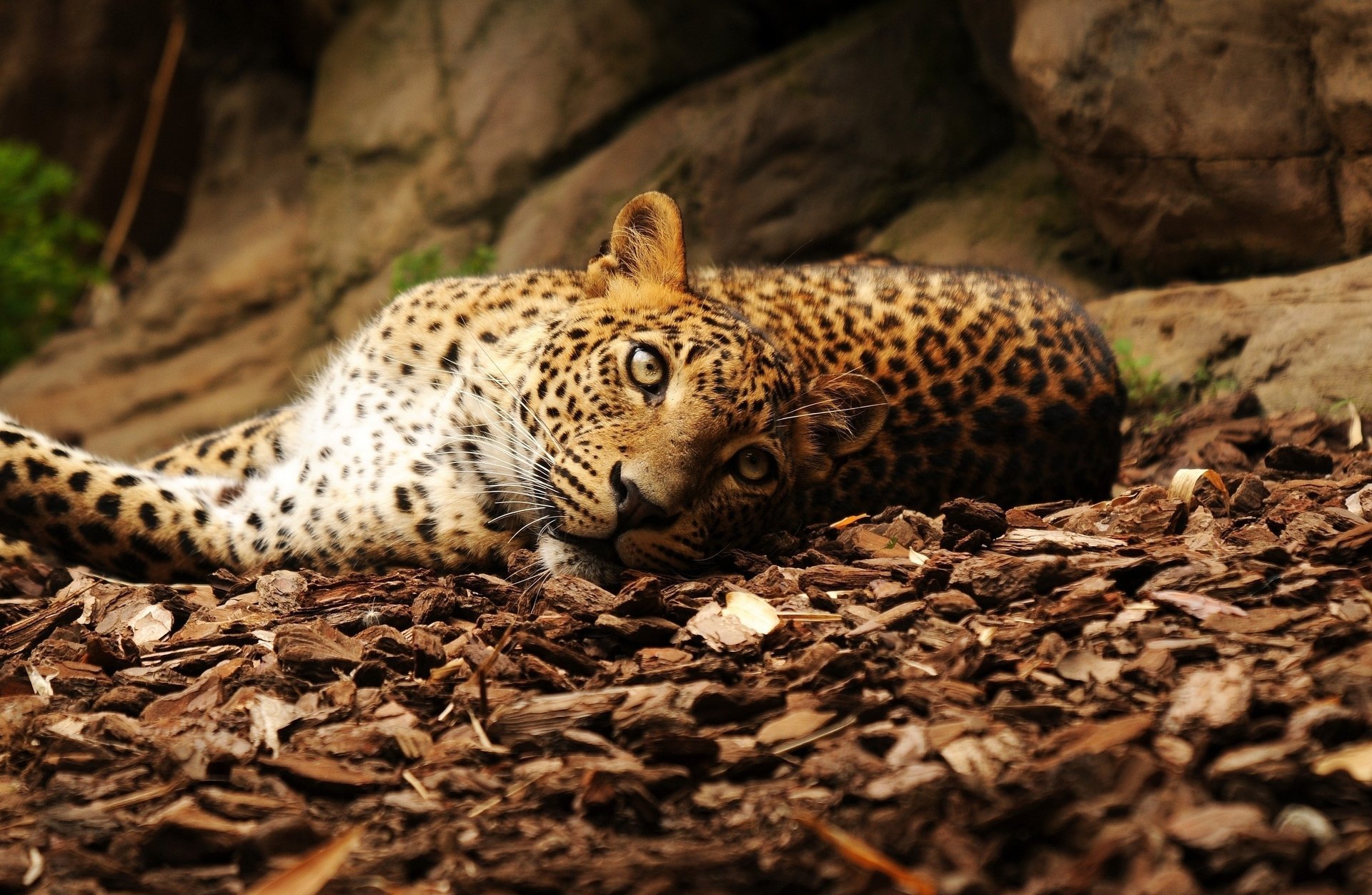 leopard leaves stones look lie