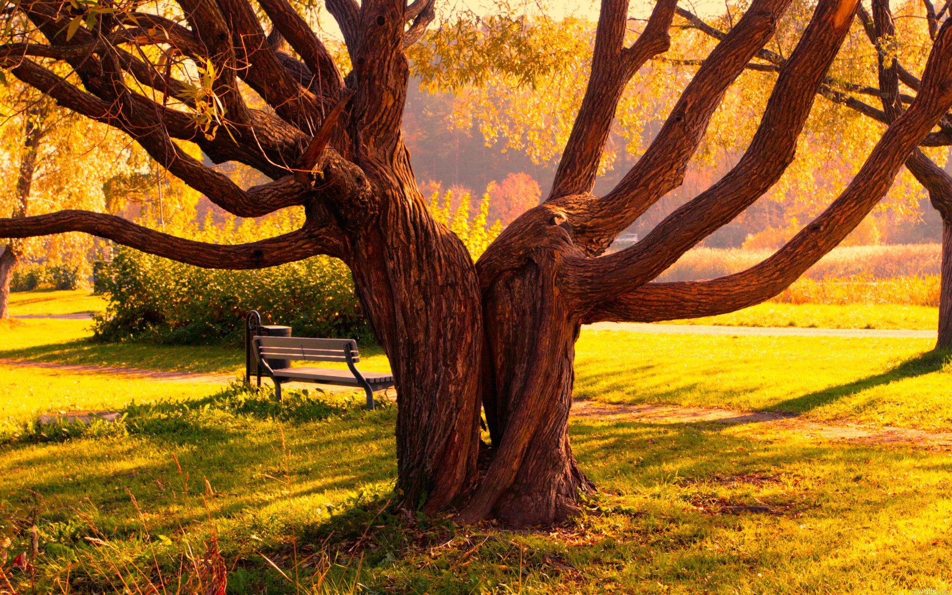 paesaggio sentiero autunno parco alberi sentiero albero