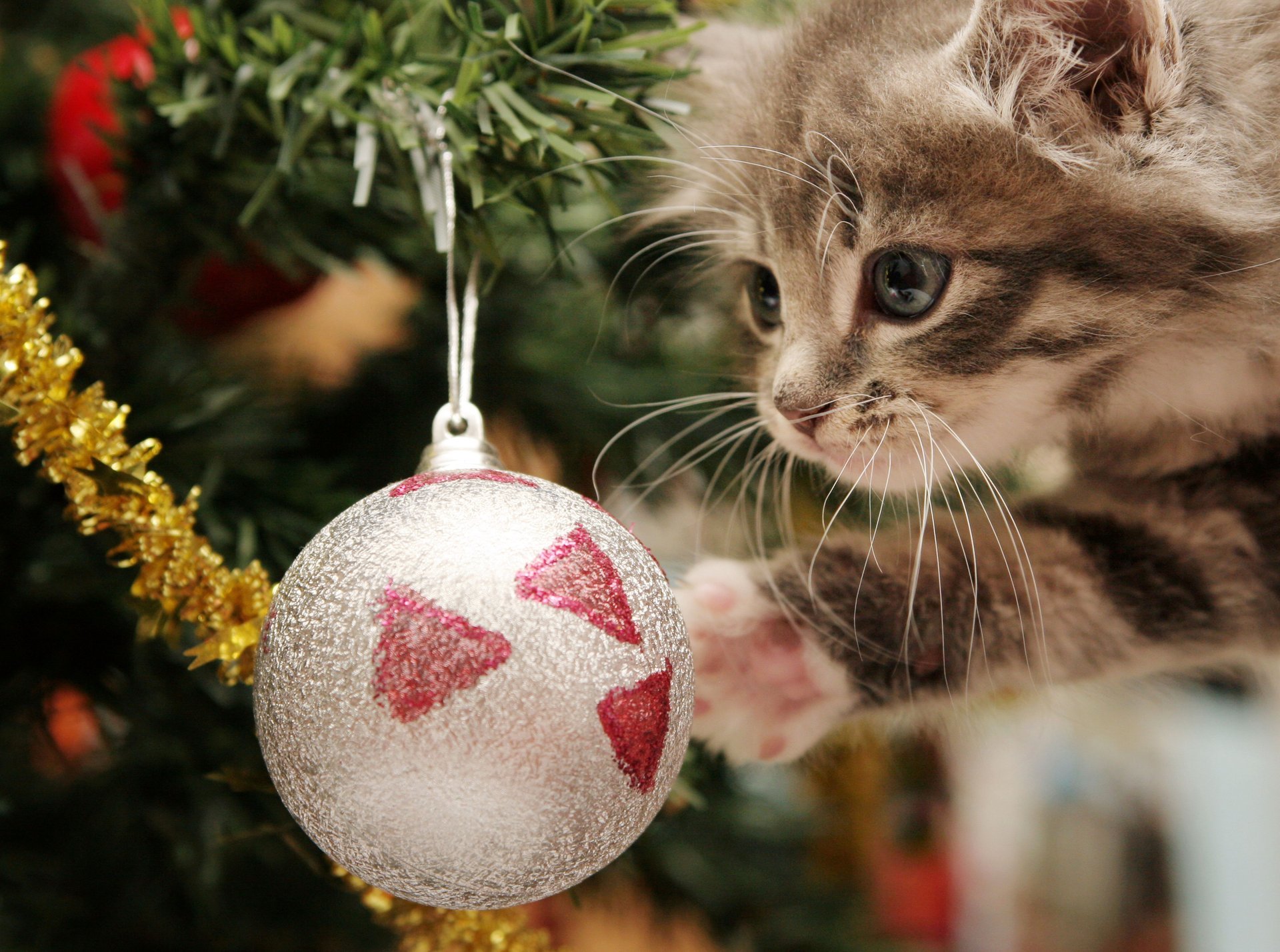 happy kitten playful new year christmas balls kitty