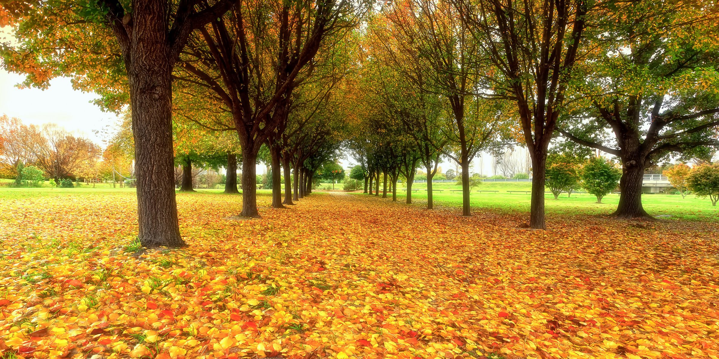 nature parc feuillage automne