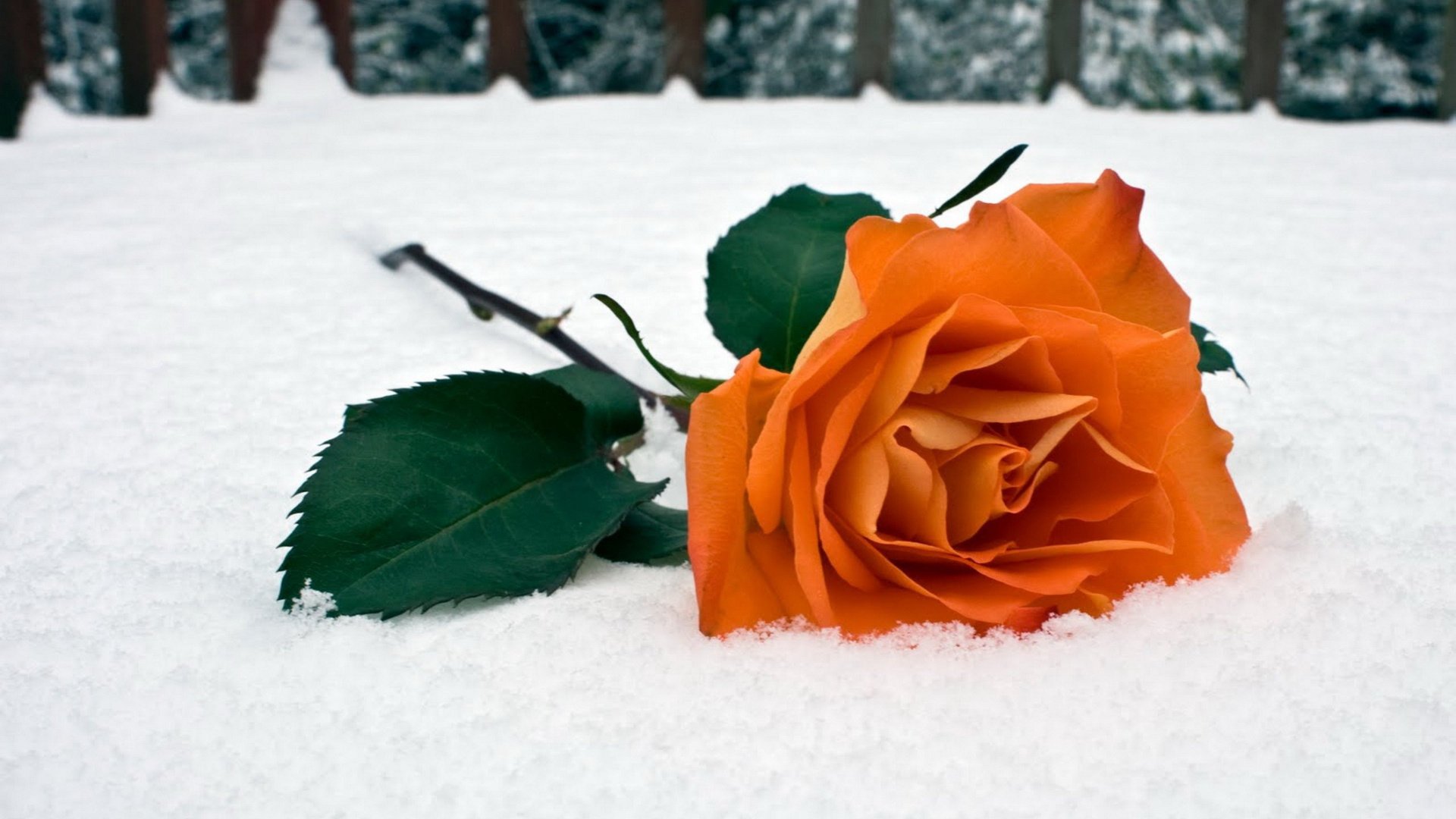 rose hiver neige