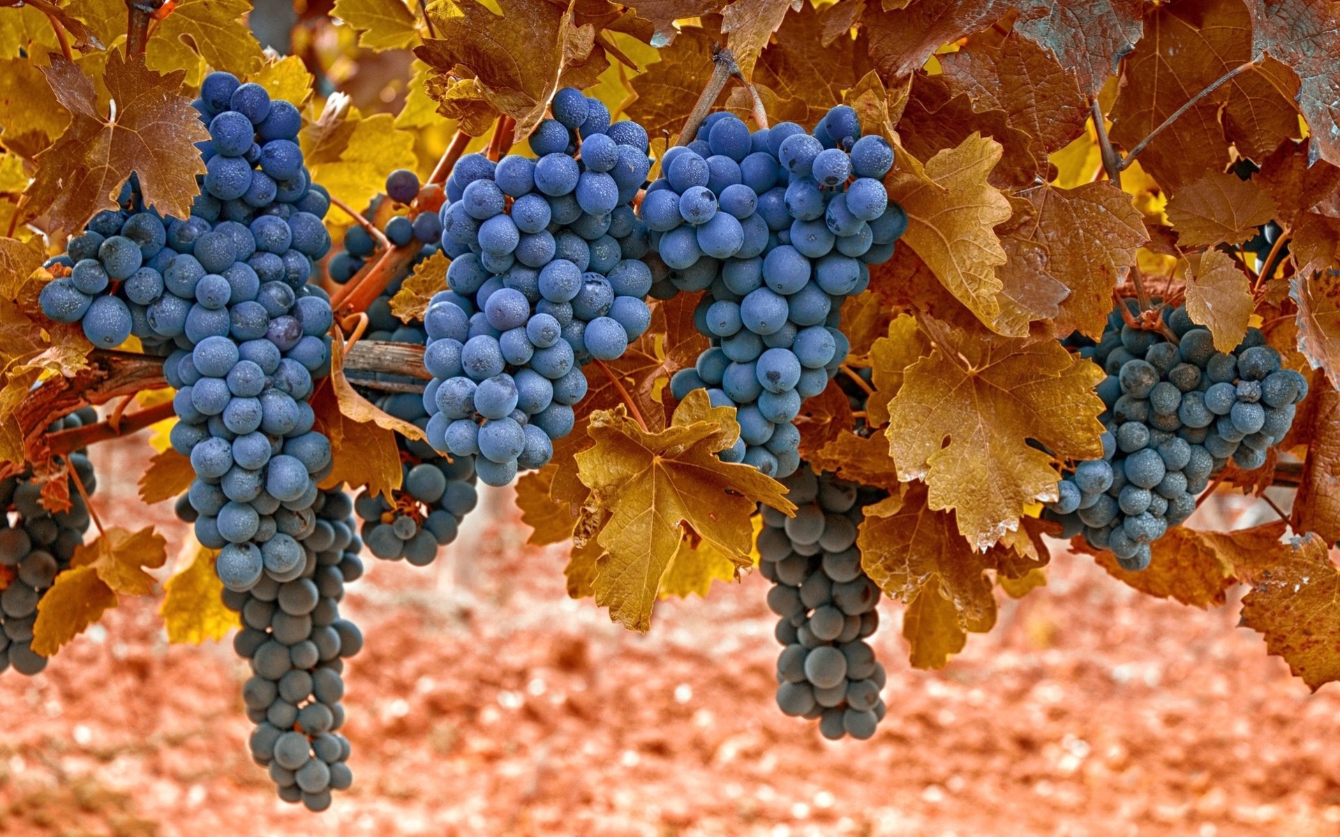 feuille raisins baies tambourins grappes gros plan