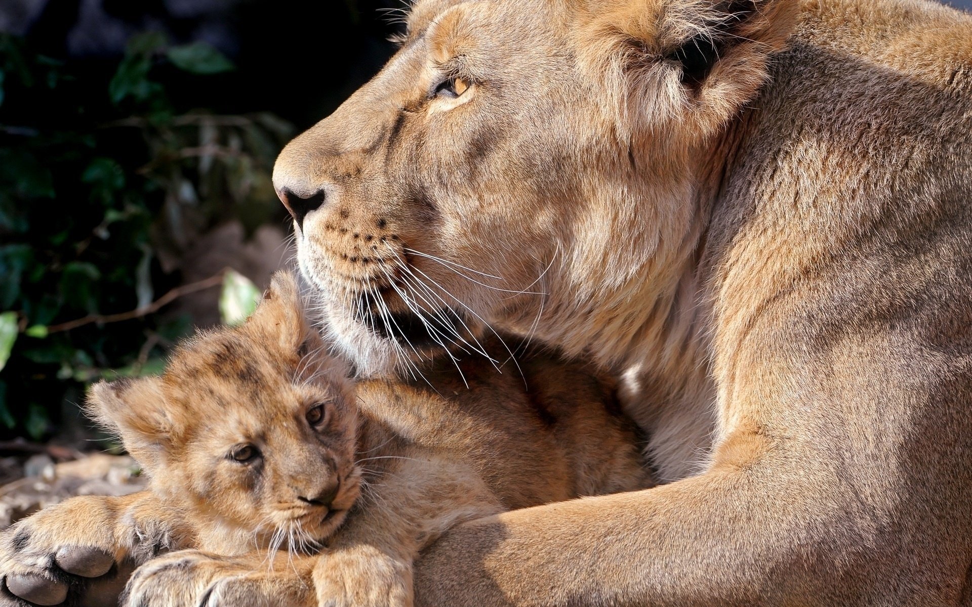 leones gatos grandes familia