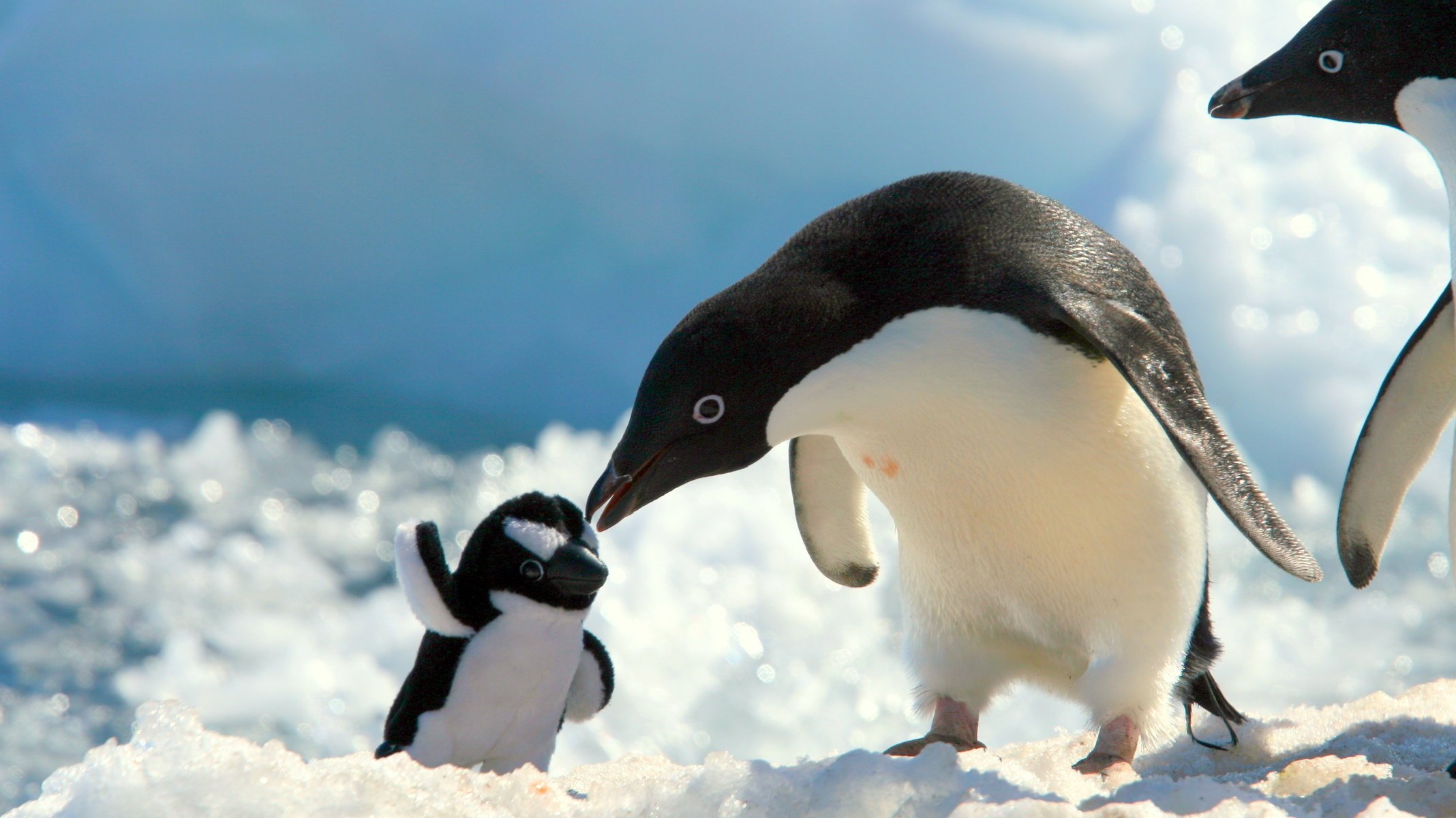 pingüino nieve juguete