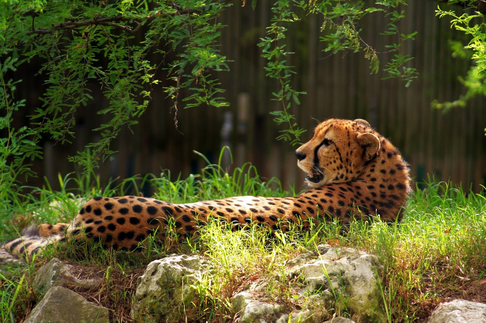 nature grass cheetah branches stones greens lie