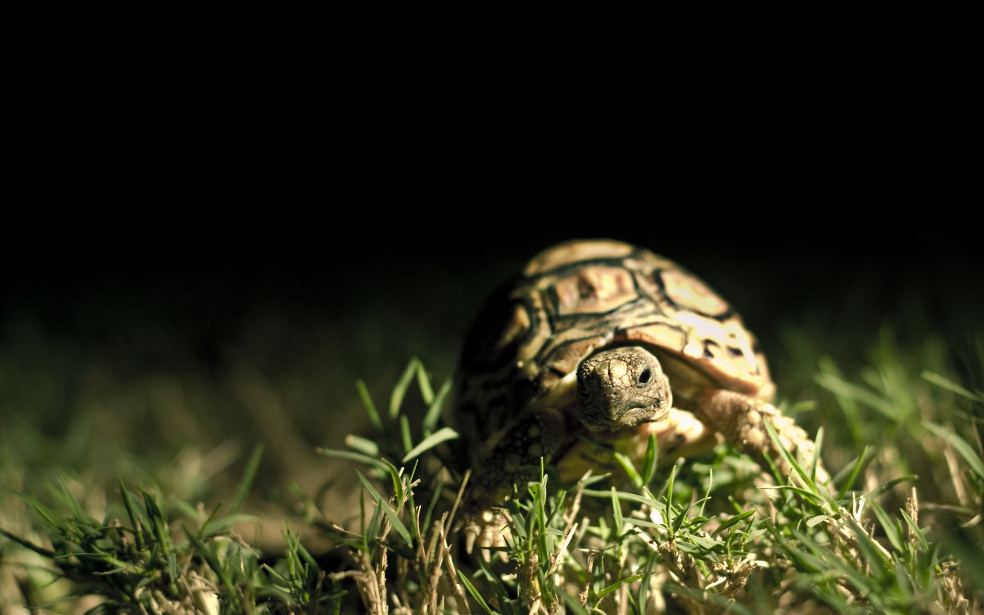 fond sombre gros plan carapace tortue herbe