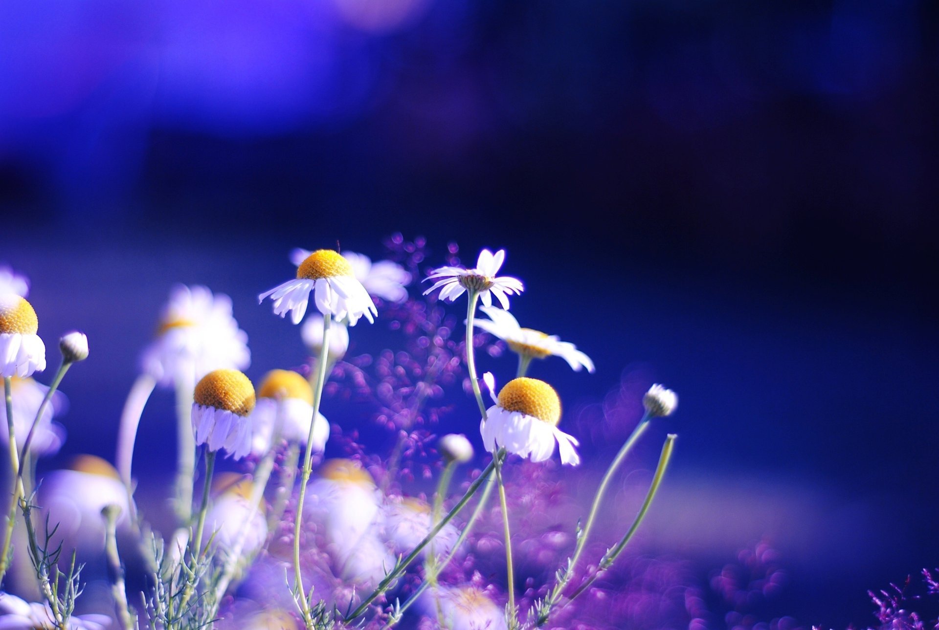 nature flowers background plants color bright chamomile