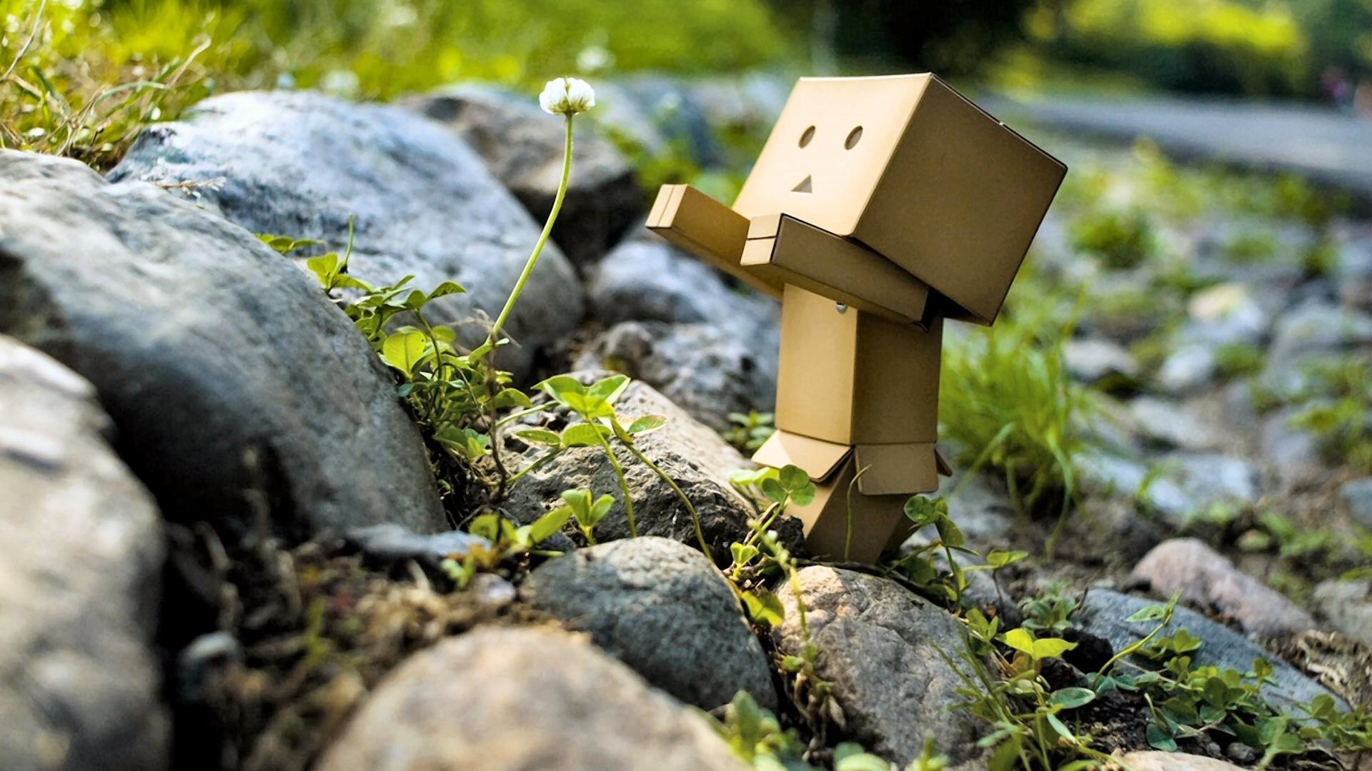 danboard danbo box roboter spielzeug blume löwenzahn steine grüns natur bilder