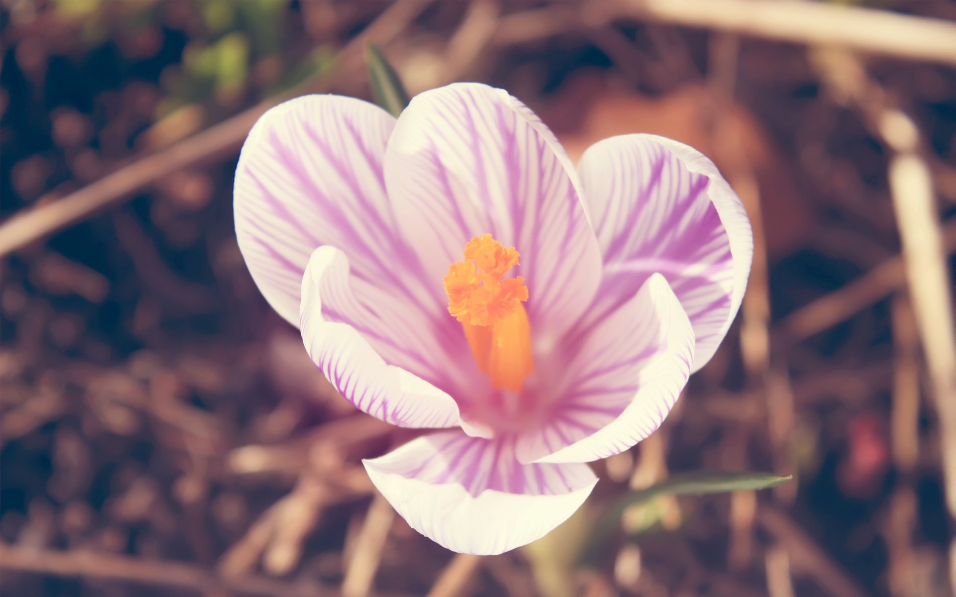 pétales rose blanc crocus