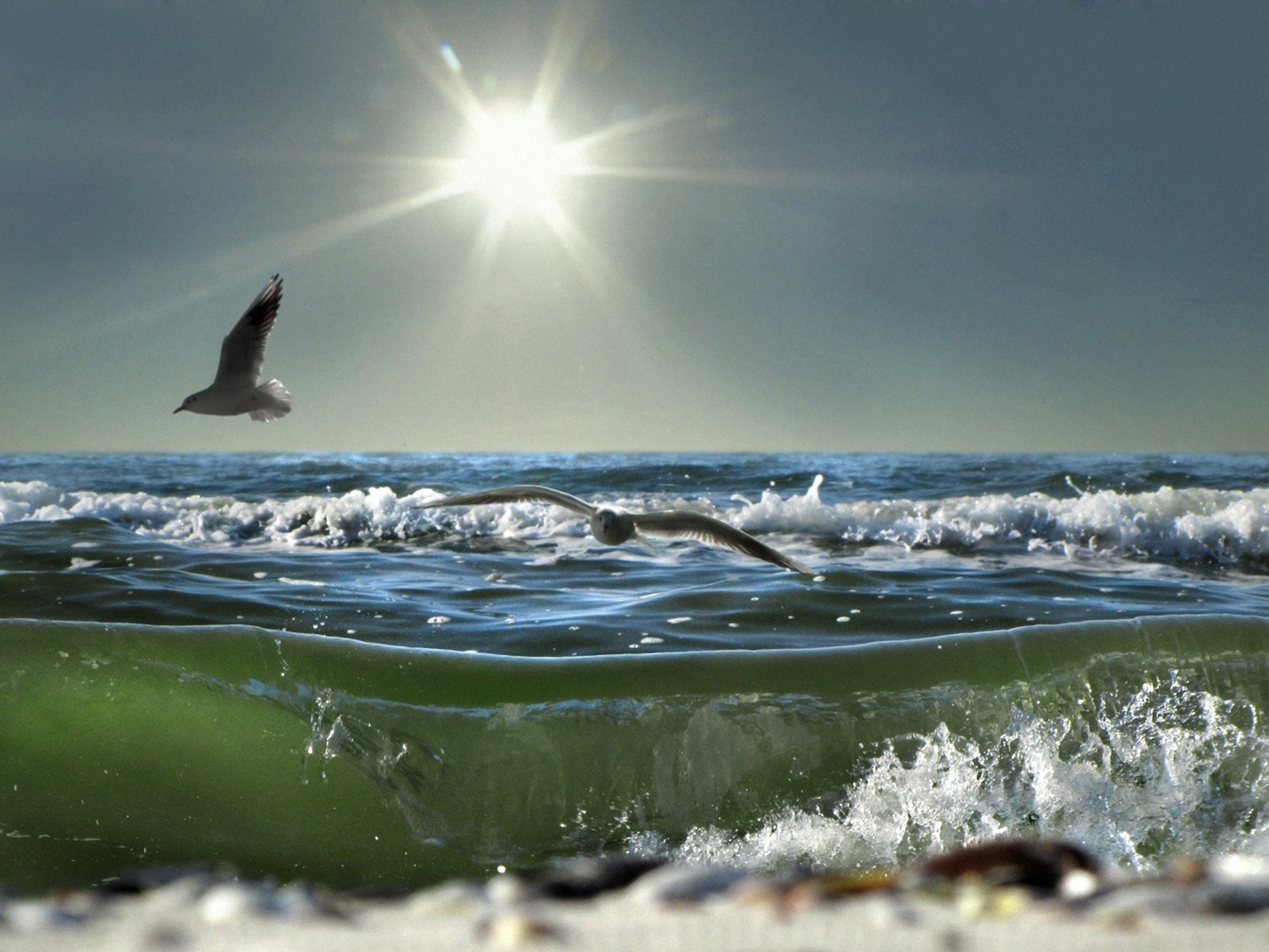 meer schaum sonne möwen welle