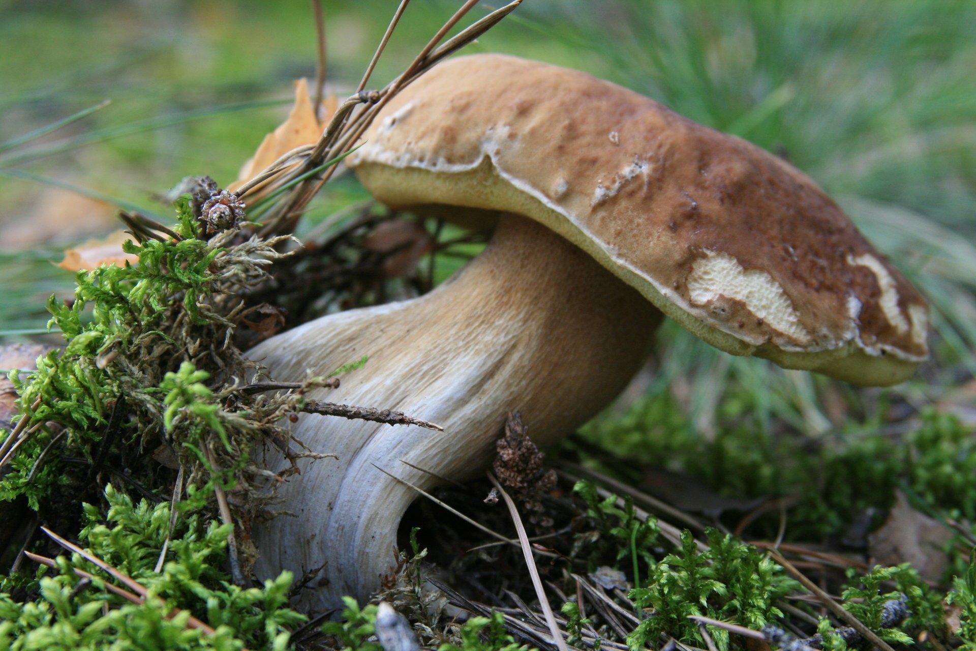 blanc forêt nourriture marche champignon mousse nature gros plan matin