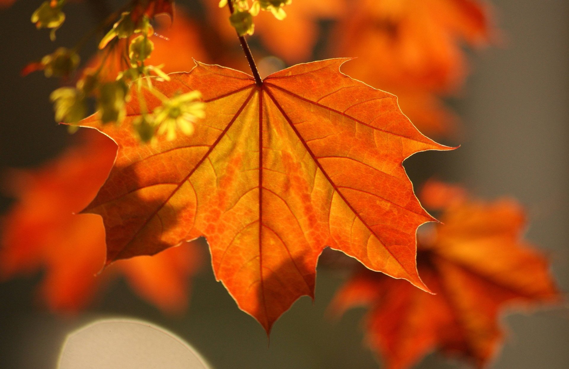 macro otoño hojas arce