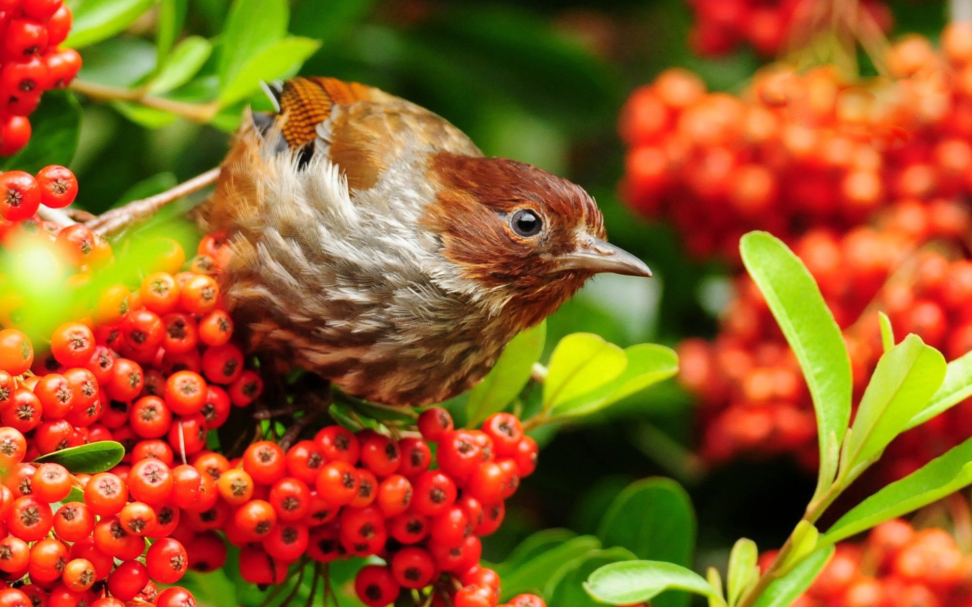 vogel beeren zweige