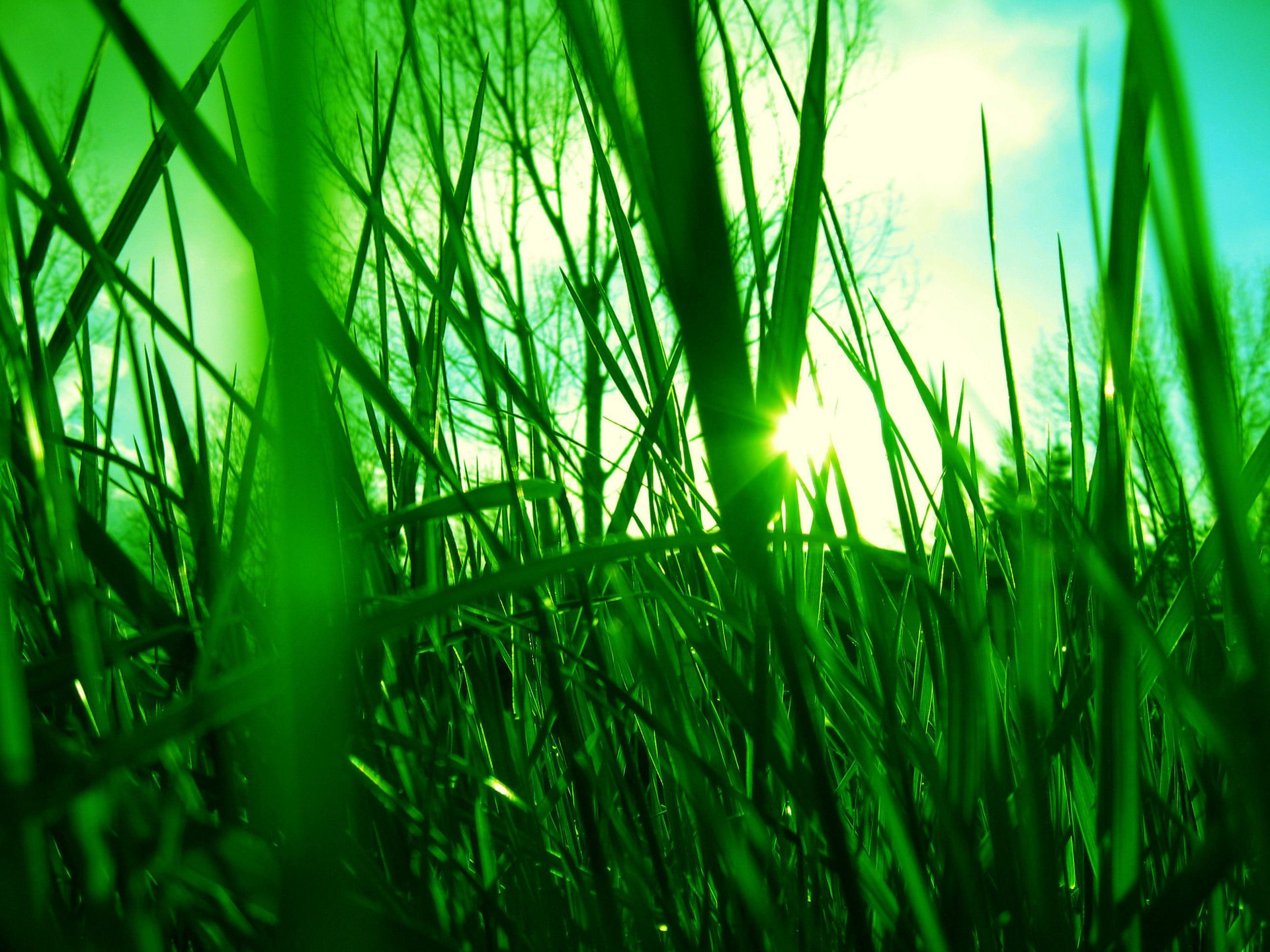 herbe soleil rayons vert lumière ciel