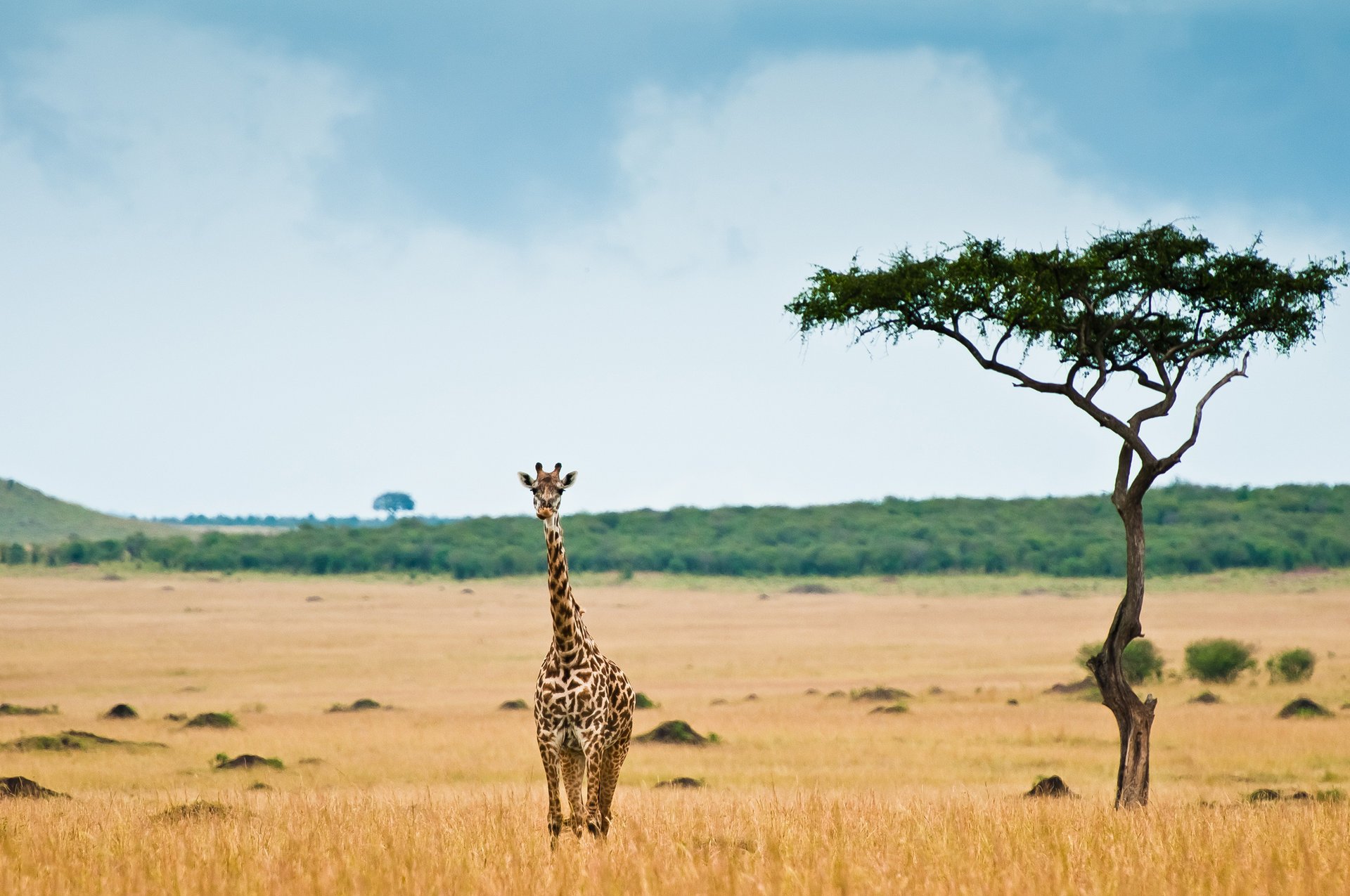 africa giraffe savannah