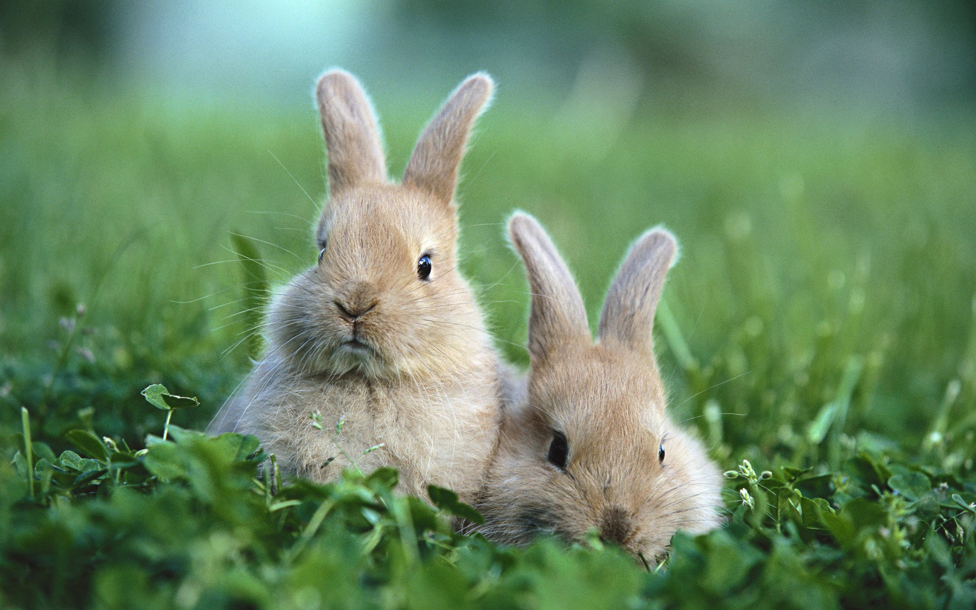 lapins herbe clairière deux