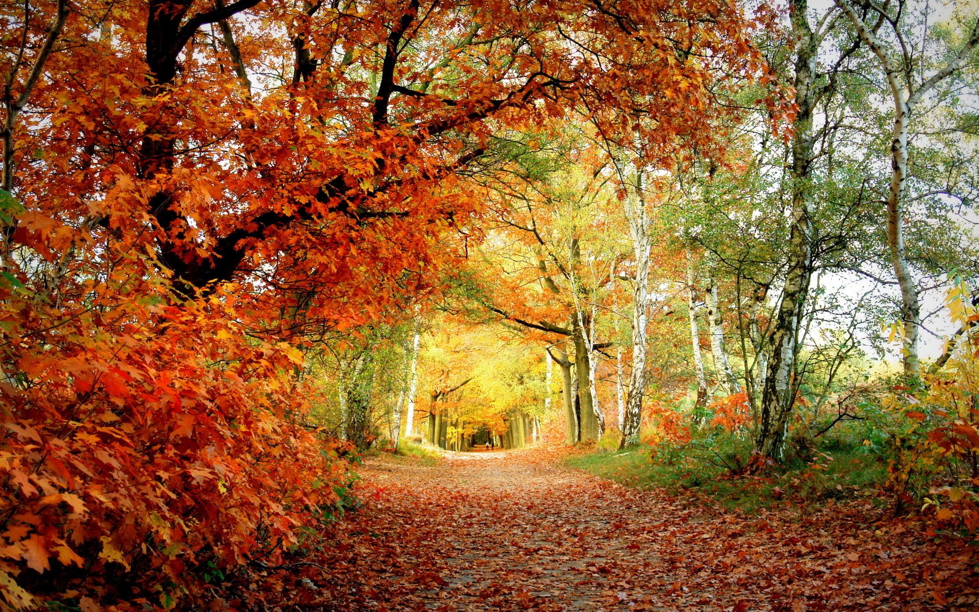 autumn color leaves park