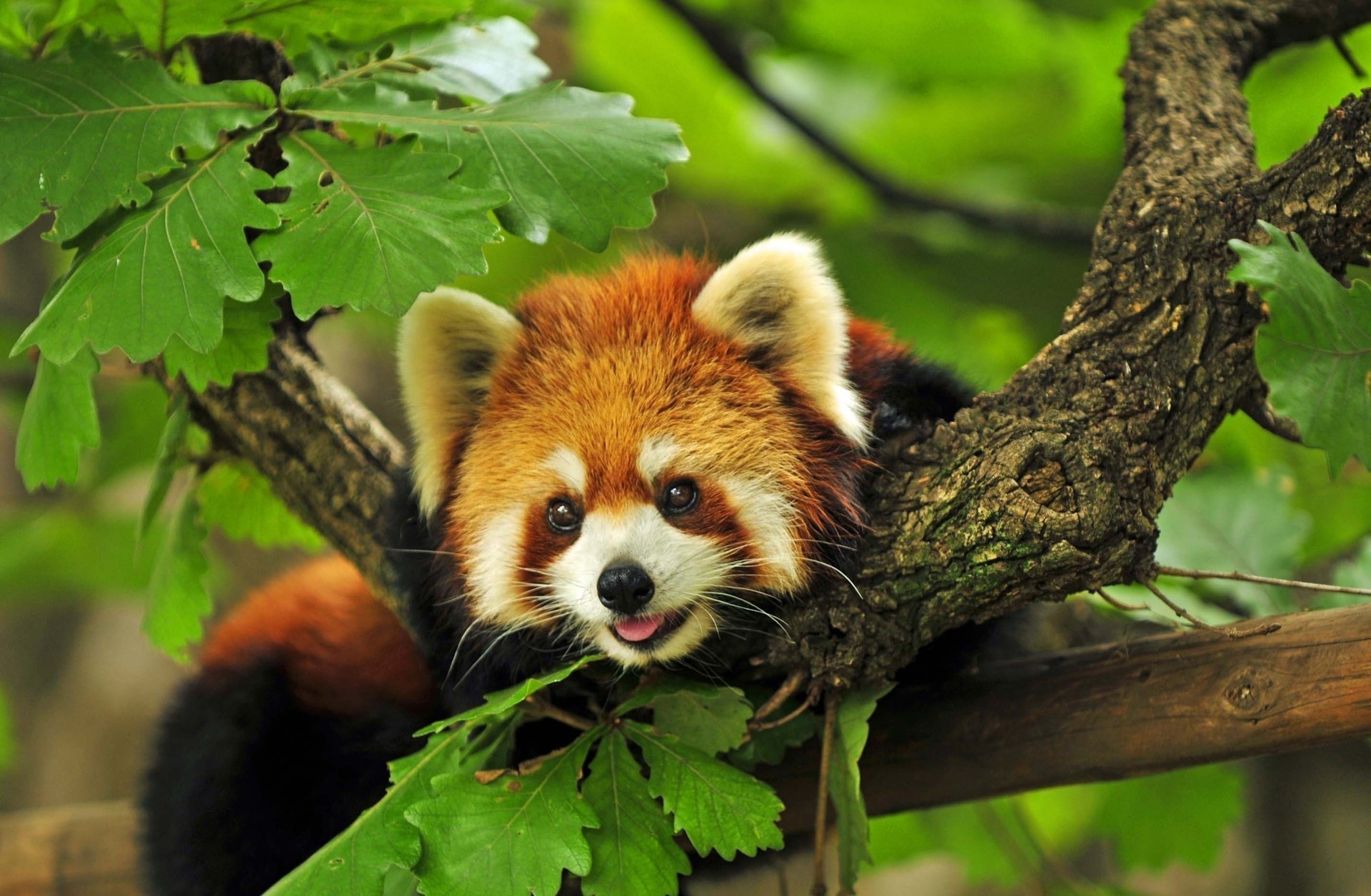 rouge arbre branches panda