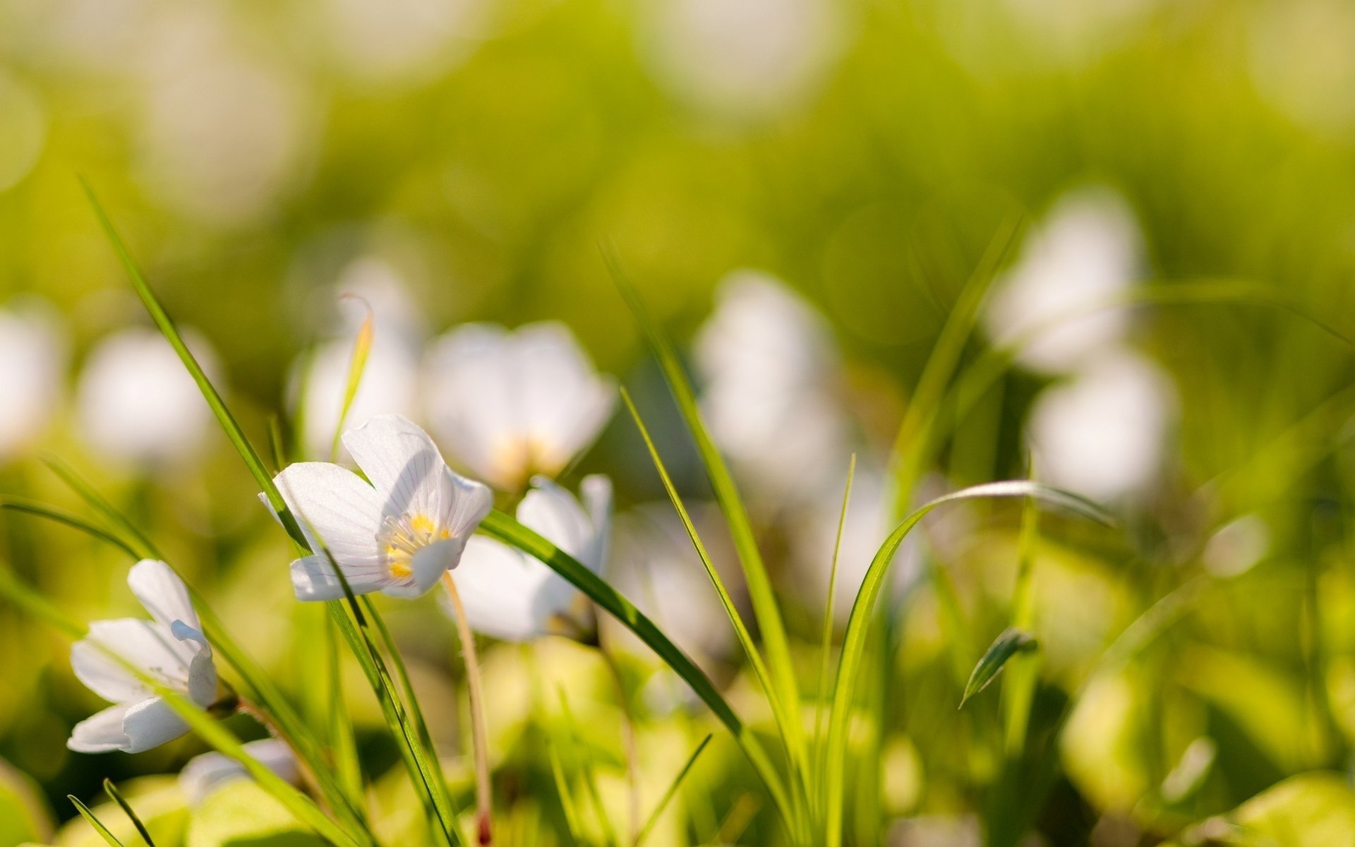 flowers plants grass nature photo blur bokeh