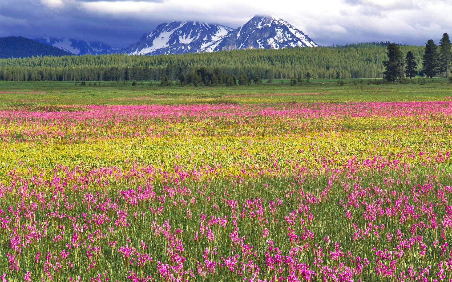 flores campo verde claro brillante rosa árboles mucho