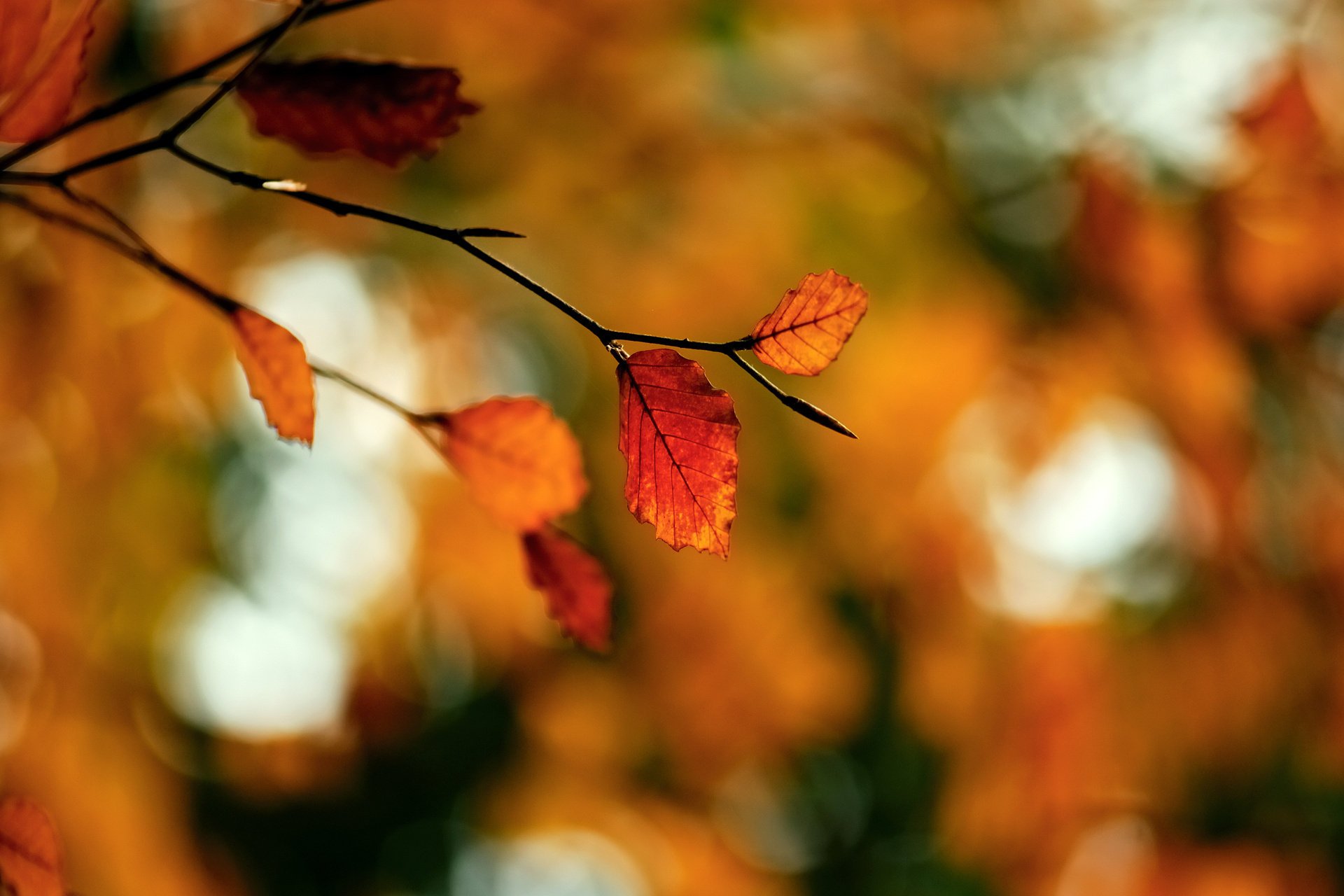 makro zweig blendung herbst laub