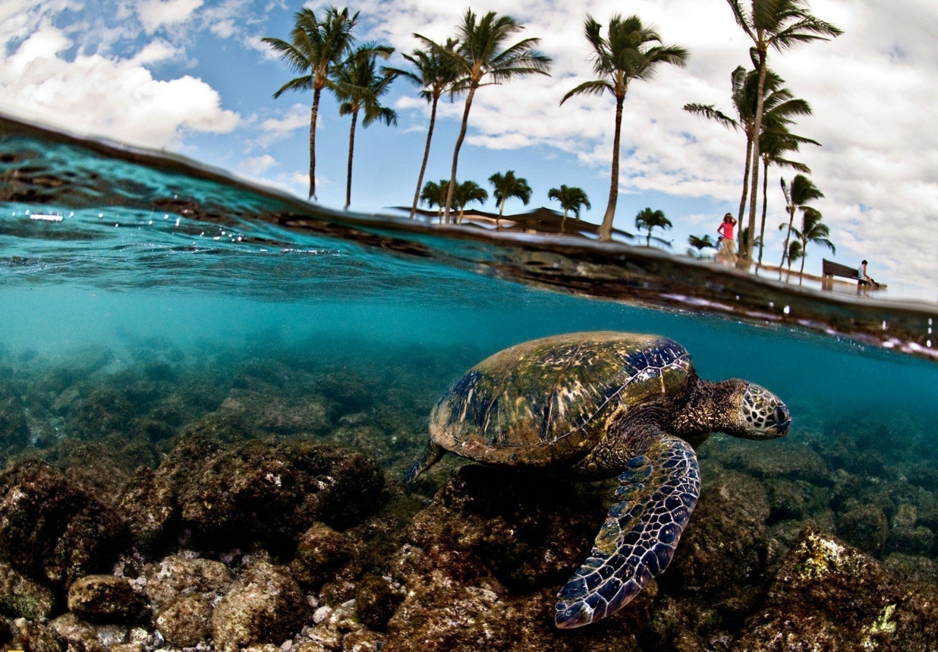 schildkröte meer palmen