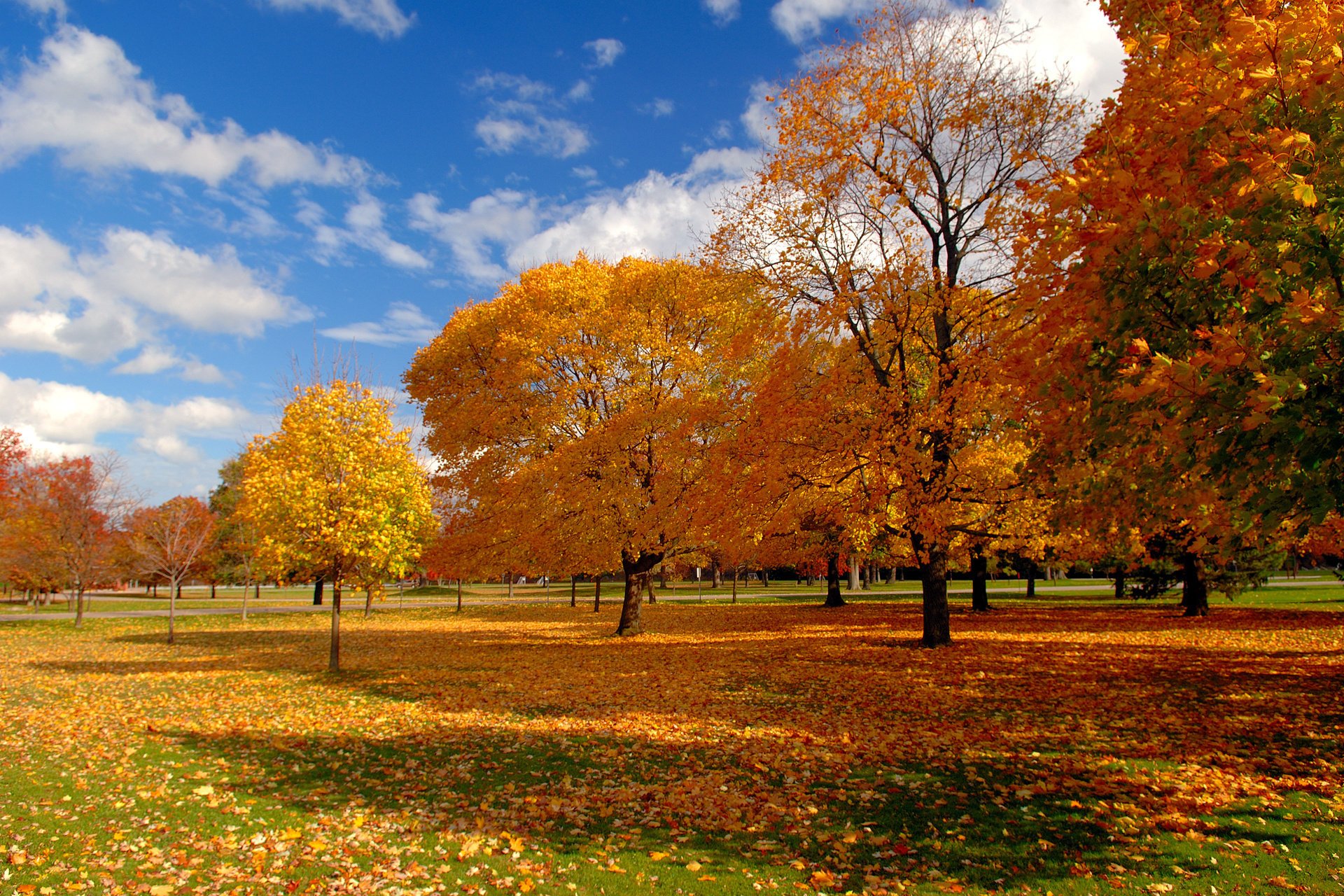 naturaleza cielo otoño follaje árboles parque