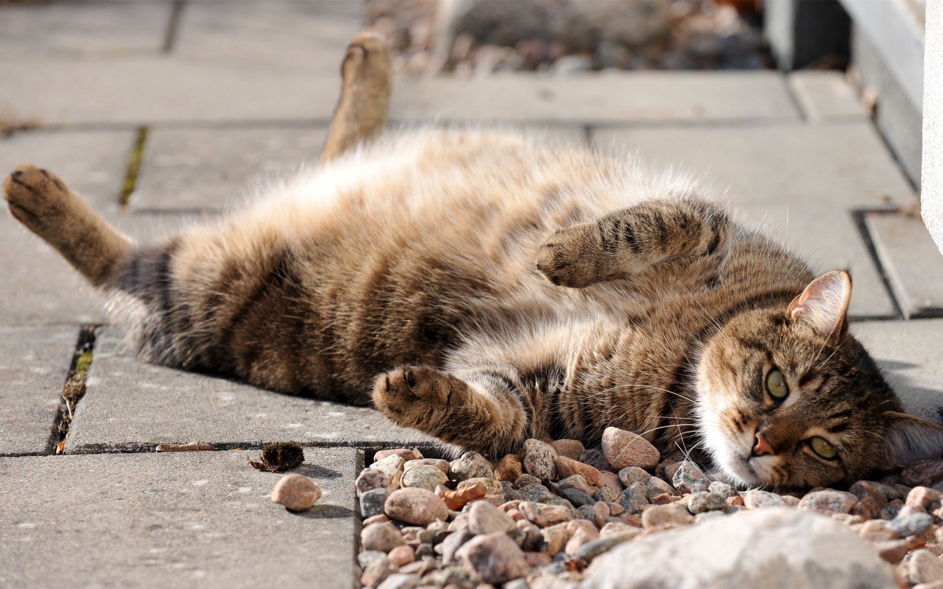 gatto grasso murchik cinghiale