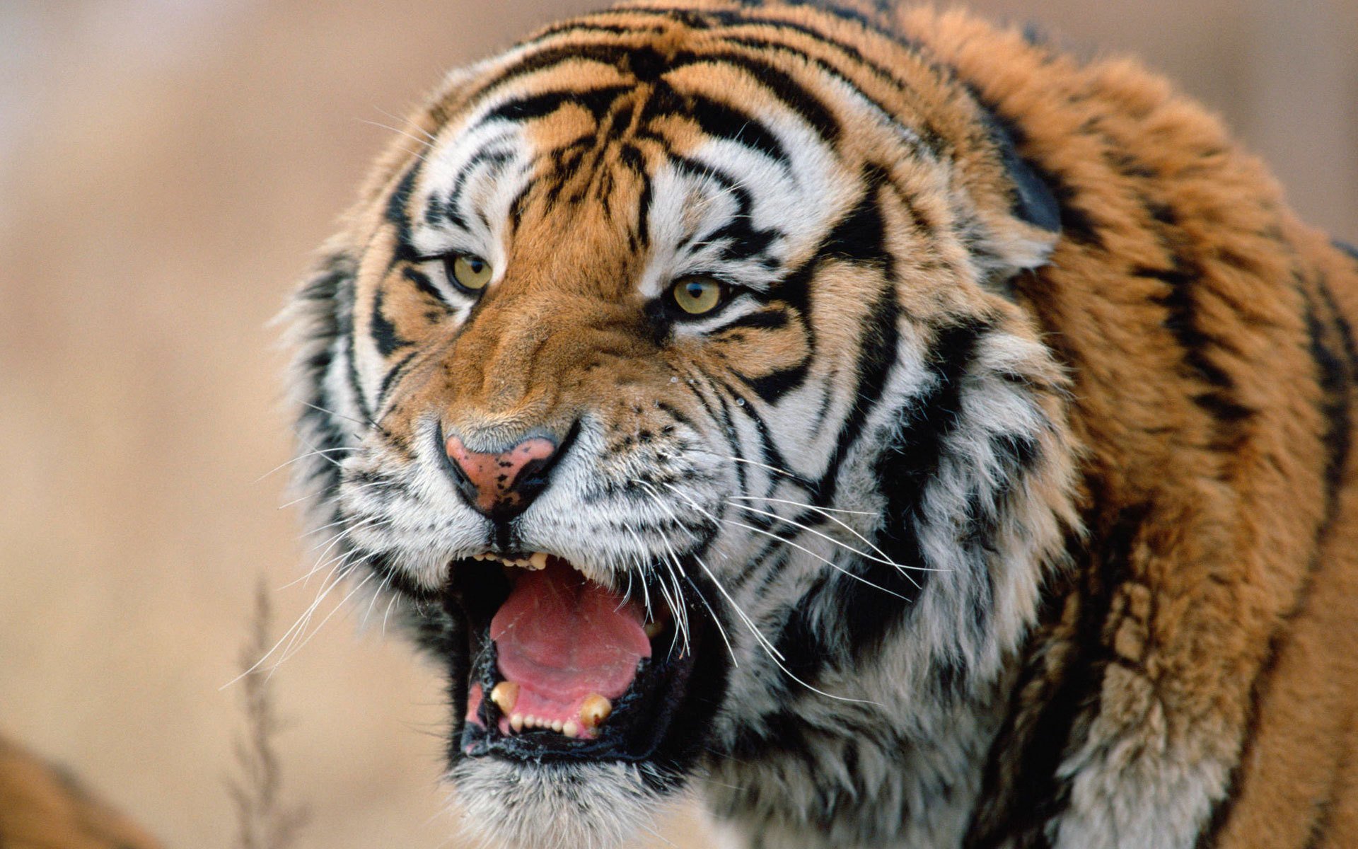 tigre hocico depredador siberiano