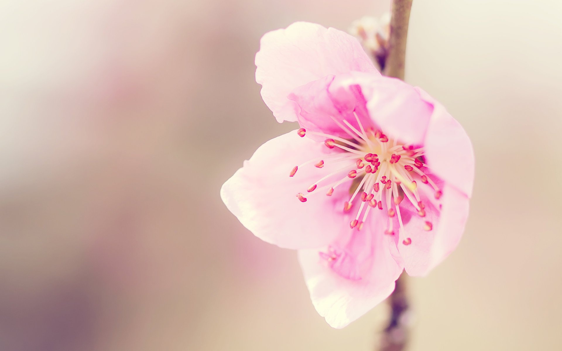 pink tenderness mood