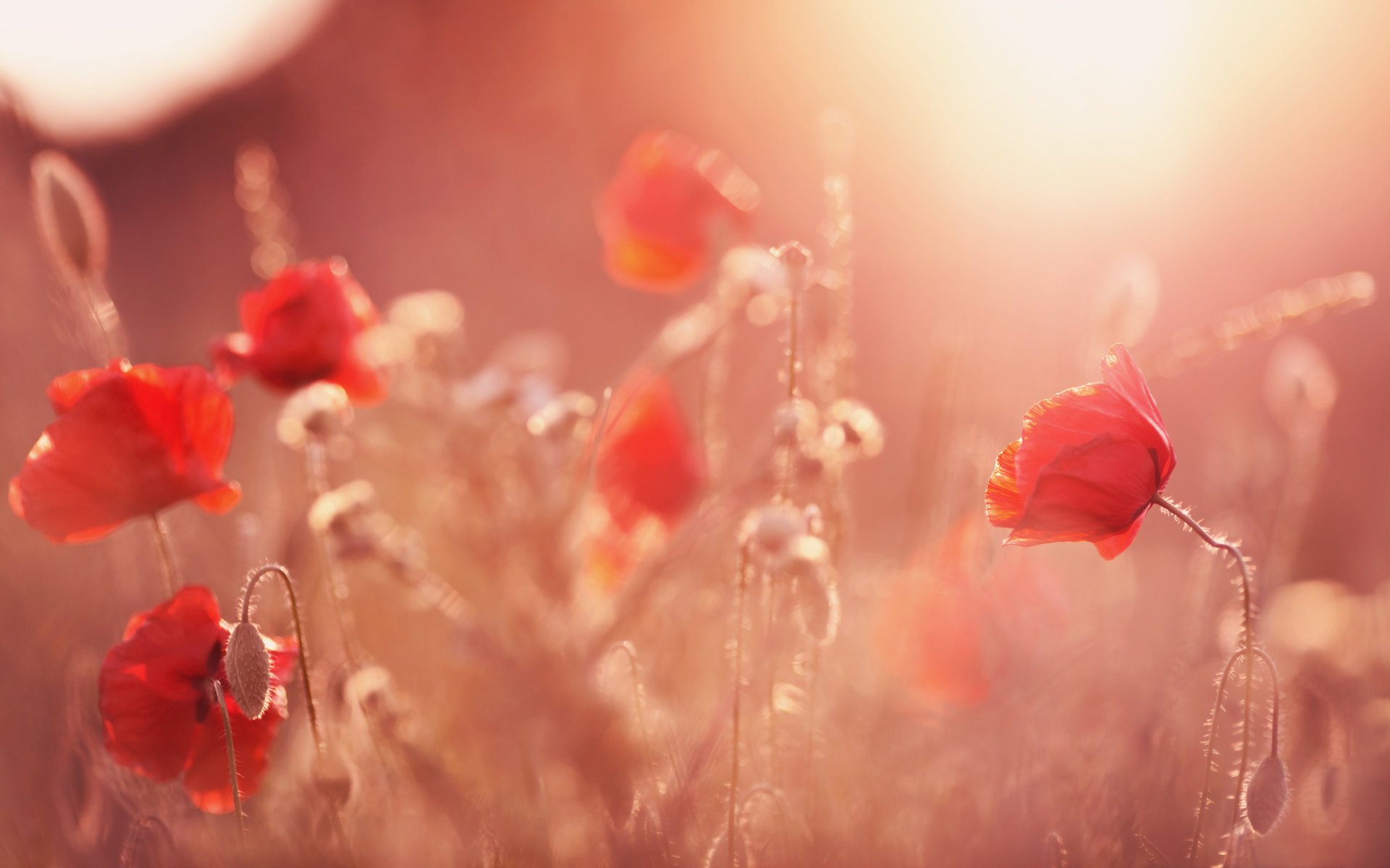 papaveri fiori luce del sole gemme