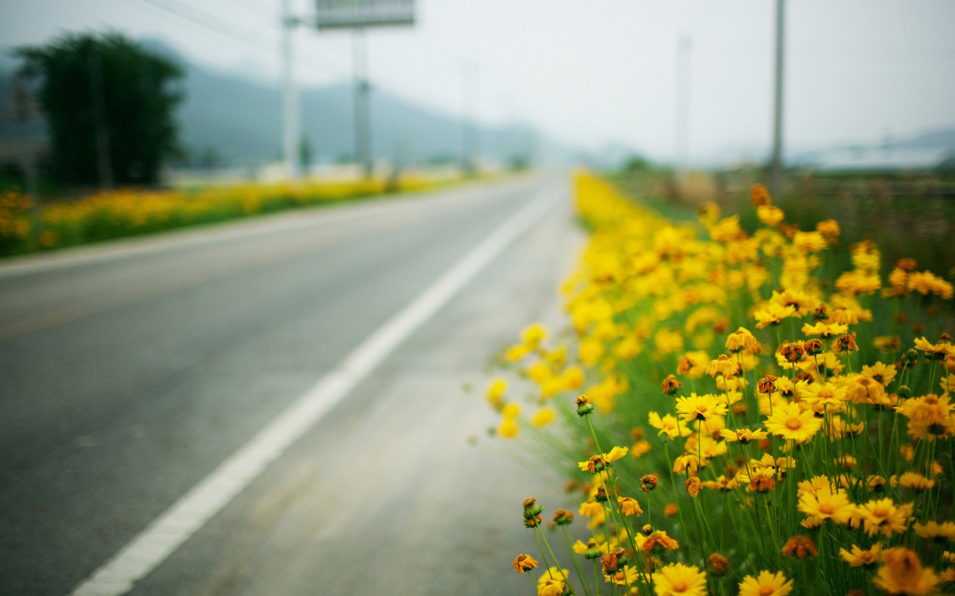 yellow flowers roadside road macro