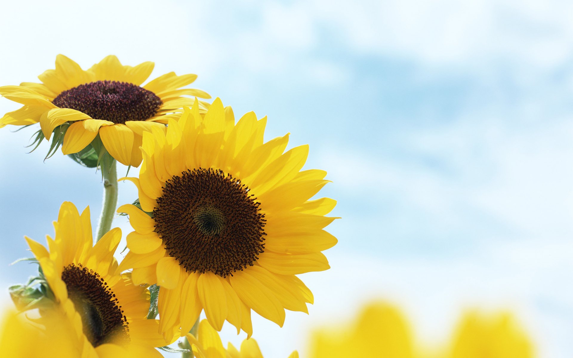 girasoli fiori estate gialli sfocatura